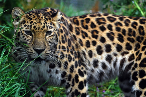 Amur-Leopard-opt